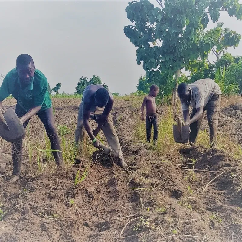 Landwirtschaft in Togo: Feldarbeit von Hand bei Agou-Nyogbo